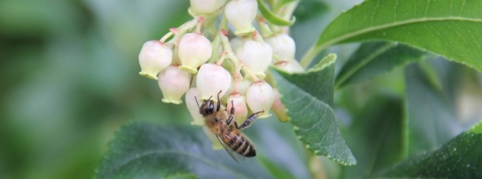 arbustus unedo abeille.JPG