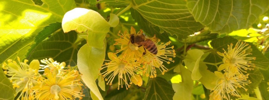 tilleul abeille.jpg