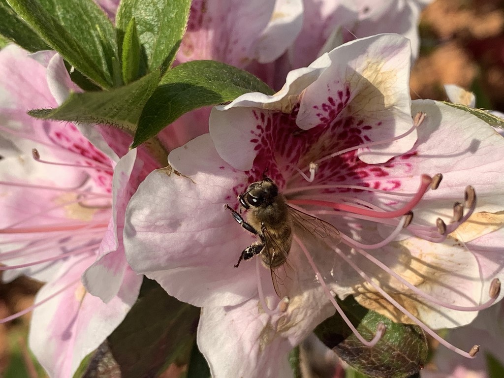 fleur de rhododendron