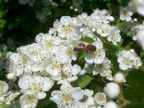 aubépine en fleur