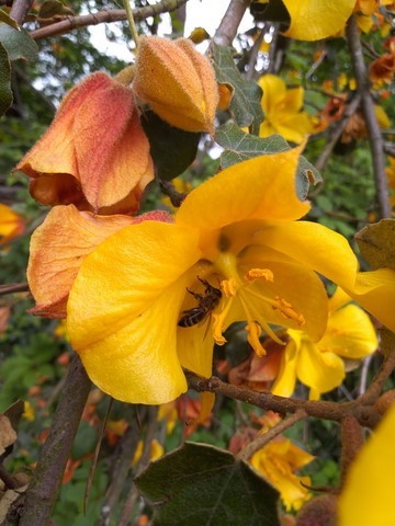 fleur de Frémontodendron