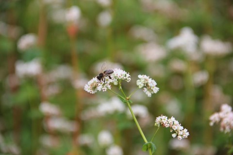sarrasin en fleur